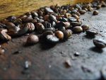 Vanzarile Strauss Coffee, producatorul Doncafe, au scazut cu 6% in sem.I, pe fondul intensificarii concurentei si erodarii ratei medii de schimb a leului in raport cu sekelul