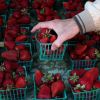 Recolta de capsune de patru ori mai mare ca anul trecut a scazut preturile la jumatate. In curand vom aduce italieni si spanioli la cules , glumesc agricultorii