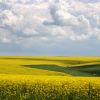 Romanii, mai mult cu mapa si mai putin cu sapa. De ce fug tinerii de munca in agricultura, desi se plateste de doua ori mai bine ca cea de la catedra
