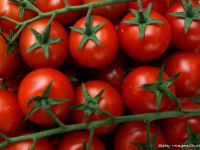 Schimbarile climatice modifica soiurile de legume cultivate in Romania. Semintele create in laborator salveaza culturile fermierilor, dar nu mai ofera gustul de altadata