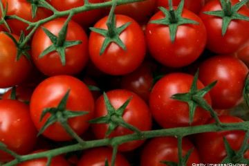 Schimbarile climatice modifica soiurile de legume cultivate in Romania. Semintele create in laborator salveaza culturile fermierilor, dar nu mai ofera gustul de altadata