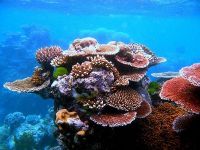 UNESCO cere Australiei masuri suplimentare de protectie a Marii Bariere de Corali, pe care vrea sa o plaseze pe lista patrimoniului mondial in pericol