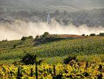 Ghidul unei vacante prin podgoriile din Romania. De ce cred somelierii ca ne putem compara cu vinurile de Bordeaux