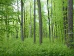 Greenpeace vrea includerea a peste 20.000 ha de paduri virgine de fag din Romania in patrimoniul UNESCO