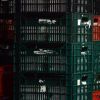 Rusia interzice importul de bovine si carne de vita din Romania, invocand boala vacii nebune. ANSVSA: Laboratorul din Marea Britanie a confirmat o forma atipica de encefalopatie spongiforma bovina