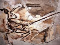 O noua specie de dinozaur descoperita in China: cu patru aripi si acoperit integral cu pene