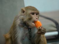 Guvernul indian recruteaza tineri care sa imite maimutele pentru a pazi cladirile oficiale de macaci
