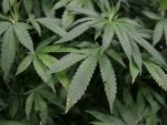 Descoperirea care va revolutiona electricitatea. Grafenul, materialul minune, dar foarte scump, folosit la stocarea energiei ar putea fi inlocuit cu fibrele de canepa