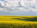 Romania a produs 1,1 mil. tone de rapita anul acesta. Cantitate record, cea mai buna productie de dupa 1970. 80% merge la export