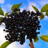 Fermierii romani au dat fructele si legumele autohtone pe goji, aronia sau kaki. Ce profituri le ies din culturile exotice