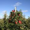 Livezile pitice, noul pariu al agricultorilor. Pomii liliputani intra pe rod mult mai repede si aduc profit dublu