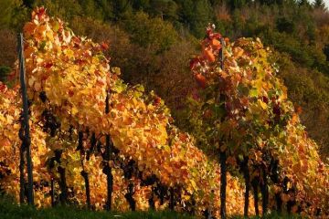 Povestea vinului, depanata pe malurile Dunarii. Podgoriile Dobrogei, care concureaza cu cele din Franta sau Italia, tot mai cautate pentru turism viticol