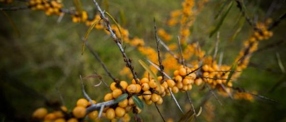 Planta castigatoare a acestui sezon: produce 24 de tone de fructe la hectar si poate aduce fermierilor un profit de 170.000 de euro pe an