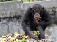 Curtea de Apel din SUA: Cimpanzeii ar putea obtine statutul legal de persoane