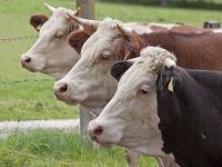 
	Romania nu mai vinde bovine si ovine vii in UE, din cauza bolii limbii albastre. Tanczos Barna: &ldquo;Ne indreptam catre o situatie de criza. Este o lovitura foarte dura pentru fermieri&rdquo;
