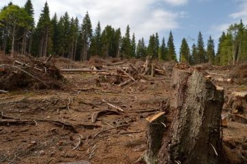 Peste 500.000 ha de padure sunt retrocedate ilegal in toata tara si alte sute de mii au fost rase de pe fata pamantului. Anchetele Romania, te iubesc au scos la iveala mafia lemnului