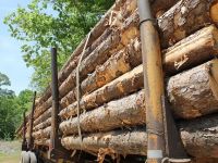 Descinderi la angajati ai unor ocoale silvice din Suceava, suspectati de taieri ilegale de arbori. Prejudiciul estimat, 1 mil. lei