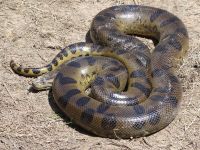 Un naturalist se va lasa mancat de viu de un sarpe anaconda