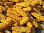Romania, al doilea producator de porumb din UE, desi are cea mai mare suprafata cultivata. Recolta de 11 mil. tone