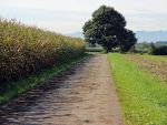 Agricultura ca-n Evul Mediu. Mai mult de jumatate dintre micii fermieri vor sa renunte la pamant, pentru ca nu recupereaza banii investiti