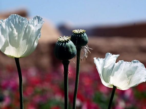 Esecul de miliarde dolari al SUA. Productia de opiu inregistreaza un nou record in Afganistan, inainte de retragerea trupelor NATO