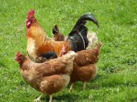 ANSVSA controleaza fermele de pasari, dupa o alerta de gripa aviara in mai multe tari europene
