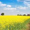 Salariile devin atractive in agricultura, in Romania. Castigurile ajung si la 7000 lei/luna, iar angajatii spun ca viata e mai buna decat a capsunarilor din Spania