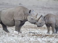 Premiera in ultimii 18 ani: Un pui de rinocer negru s-a nascut la gradina zoologica din Zurich