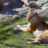 Proiectul de 77 de mil. euro care va transforma Zoo Baneasa in parc natural. Ce specii exotice am putea vedea in Bucuresti, peste 8 ani