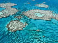 Coralii din Marea Bariera, modificati genetic pentru a putea supravietui schimbarilor climatice