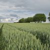 România, te iubesc: Ţara fără glie! Insula Mare a Brăilei, cea mai mare fermă agricolă din Europa, ar putea fi preluată de arabi