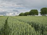 Autoritățile înăspresc condițiile pentru achiziția de terenuri agricole în România, după ce 40% au ajuns în posesia străinilor