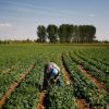 Spanacul, afacerea care aduce agricultorilor castiguri mai mari decat si-au imaginat vreodata. Profit rapid de pe urma celor care vor sa manance sanatos