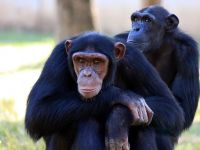 Doi cimpanzei, recunoscuti oficial ca persoane , in New York