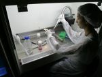 Chinezii au modificat, in premiera, genomul unor embrioni umani si amplifica dezbaterea privind limita etica a unor astfel de experimente
