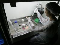 Chinezii au modificat, in premiera, genomul unor embrioni umani si amplifica dezbaterea privind limita etica a unor astfel de experimente