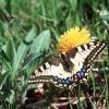 Bani frumosi din papadie. Afacerea care salveaza o zona a Romaniei, unde locurile de munca sunt o raritate. Povestea siropurilor naturale, extrem de apreciate in toata Europa