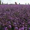 Mireasma profitului din lavanda. Cati bani scoti dintr-o afacere cu levantica