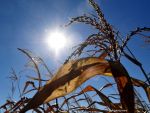 Isarescu: Productia de porumb, cea de cartofi, dar si de floarea soarelui vor fi afectate substantial din cauza secetei
