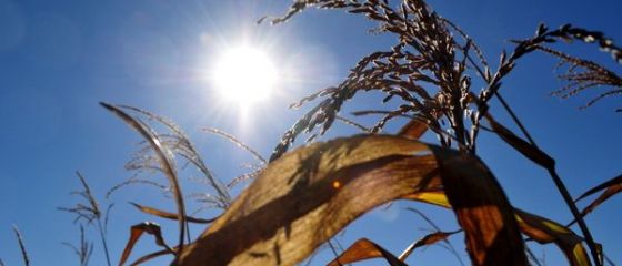 Isarescu: Productia de porumb, cea de cartofi, dar si de floarea soarelui vor fi afectate substantial din cauza secetei
