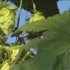 Planta cu care agricultorii romani scot profit anual urias. Cum au dat lovitura cu o investitie din fonduri europene