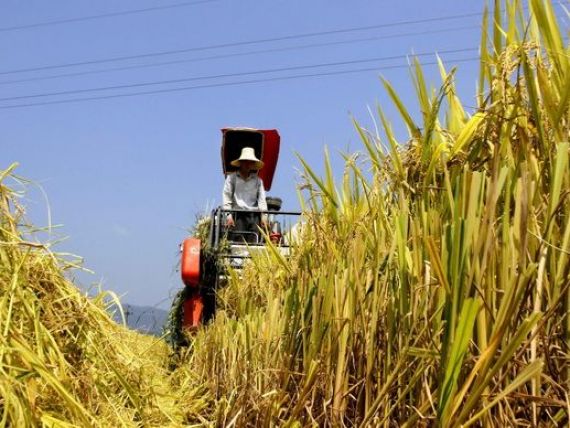Pretul orezului ar putea creste din cauza fenomenului El Nino