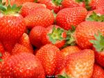 800 de joburi pentru romanii care vor sa lucreze in sectorul agricol din Spania. Care sunt salariile oferite