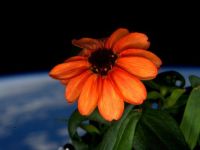 NASA: A inflorit prima floare in spatiu