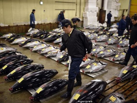 Celebra hala Tsukiji, regatul tonului rosu, isi inchide portile pentru a-si schimba locatia. Cum vad aceasta miscare oamenii de afaceri care platesc si 1 milion euro pentru un peste