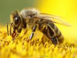 Polenul ar putea creste eficienta bateriilor folosite pentru alimentarea telefoanelor, tabletelor si laptopurilor