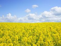 
	Asociatia Europeana de Biodiesel reclama Polonia la UE, pentru ca vinde biocombustibili la pret de dumping, inclusiv in Romania
