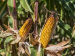 Romania a avut cea mai mare suprafata cultivata cu porumb din UE, in 2015, dar a iesit in urma Frantei la productie