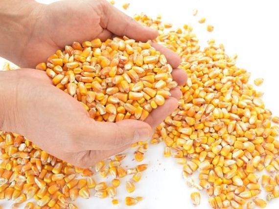 Cel mai mare exportator de cereale din lume cumpara porumb din Romania. De ce au dublat SUA importurile de produse de la noi