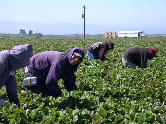 Spaniolii caută 150 de români care să lucreze în agricultură. Ce salarii oferă